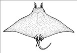 mobula mobular_0000.jpg